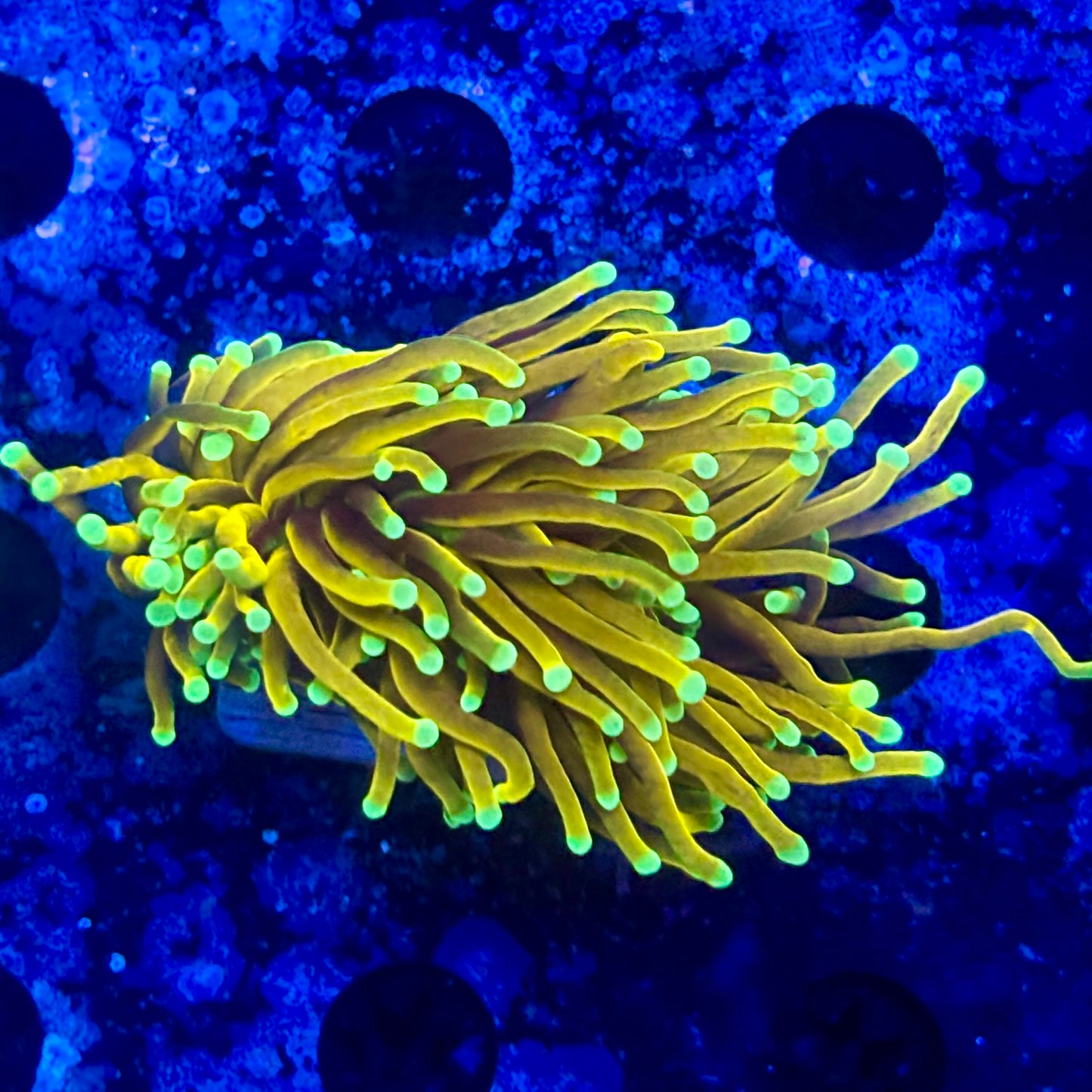 M1-12-M11 || 2 Head Super Fire Torch WYSIWYG