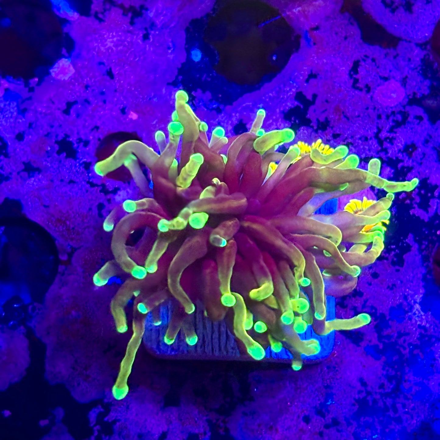 D2-02-M11 || 1 Head Dragon Soul Torch WYSIWYG