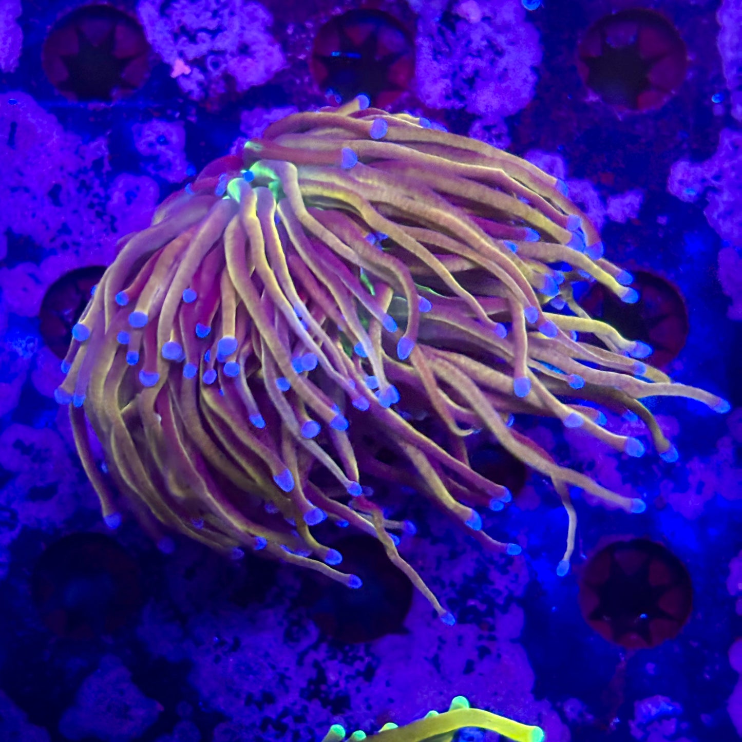 D2-06-M11 || 2 Head New York Nicks Torch WYSIWYG