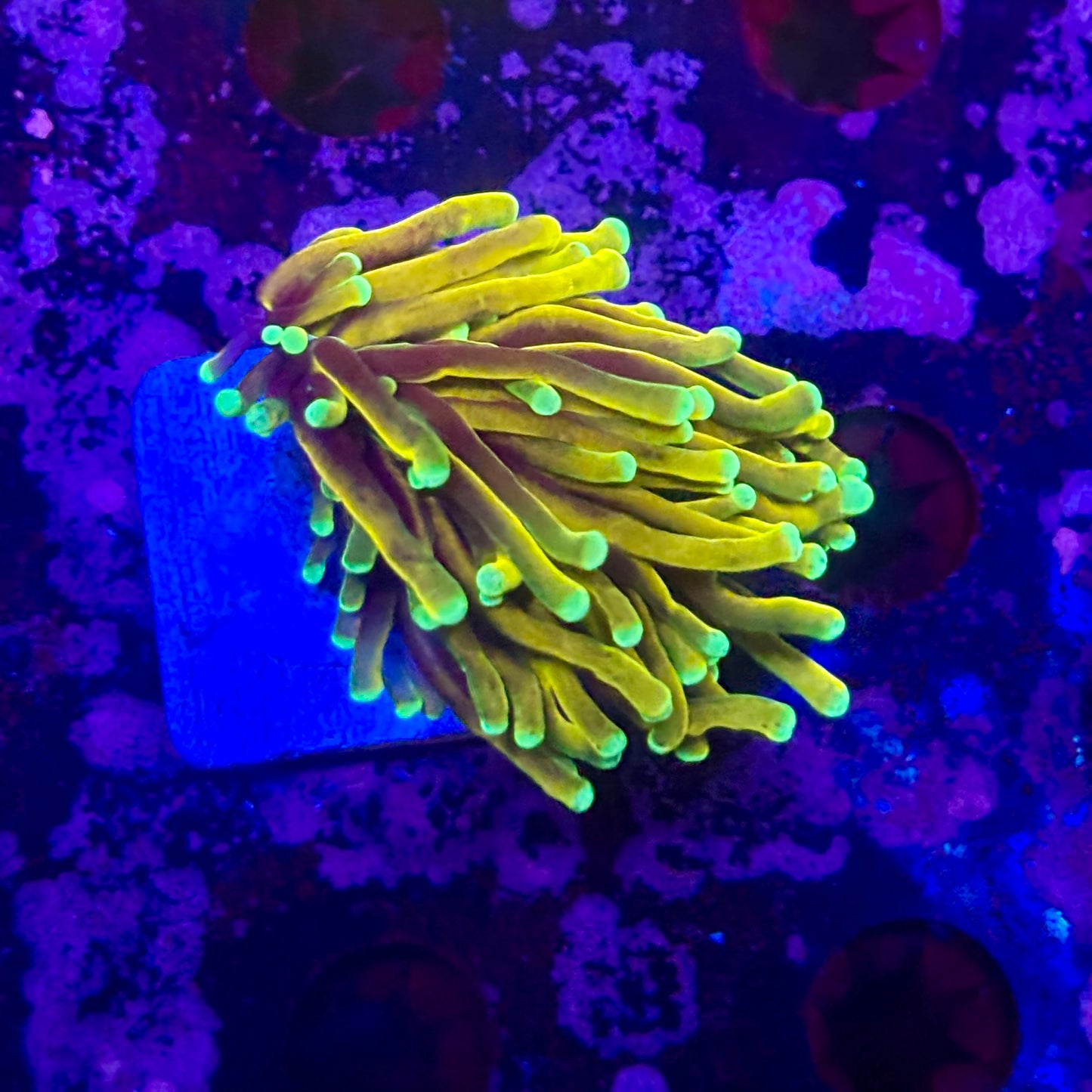 D2-11-M11 || 1 Head Super Fire Torch WYSIWYG