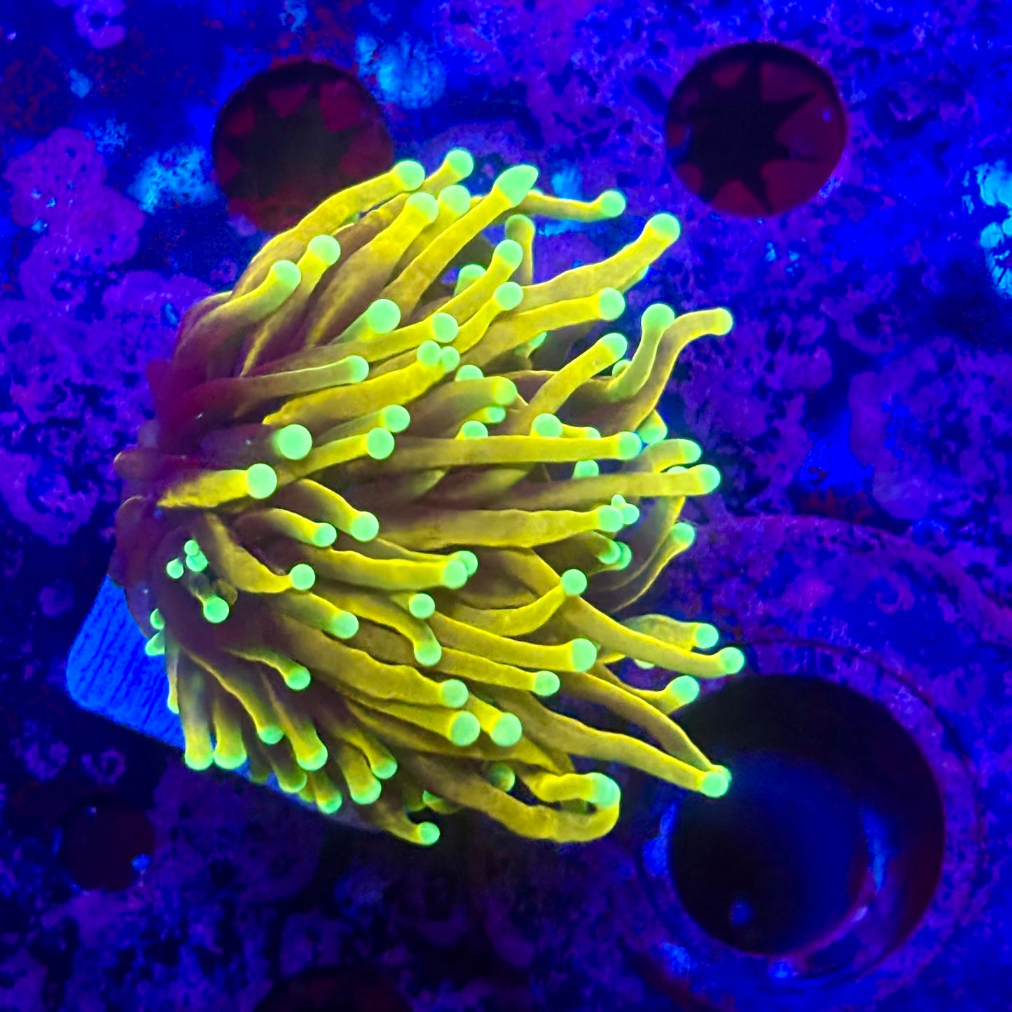 D2-17-M11 || 1 Head Super Fire Torch WYSIWYG