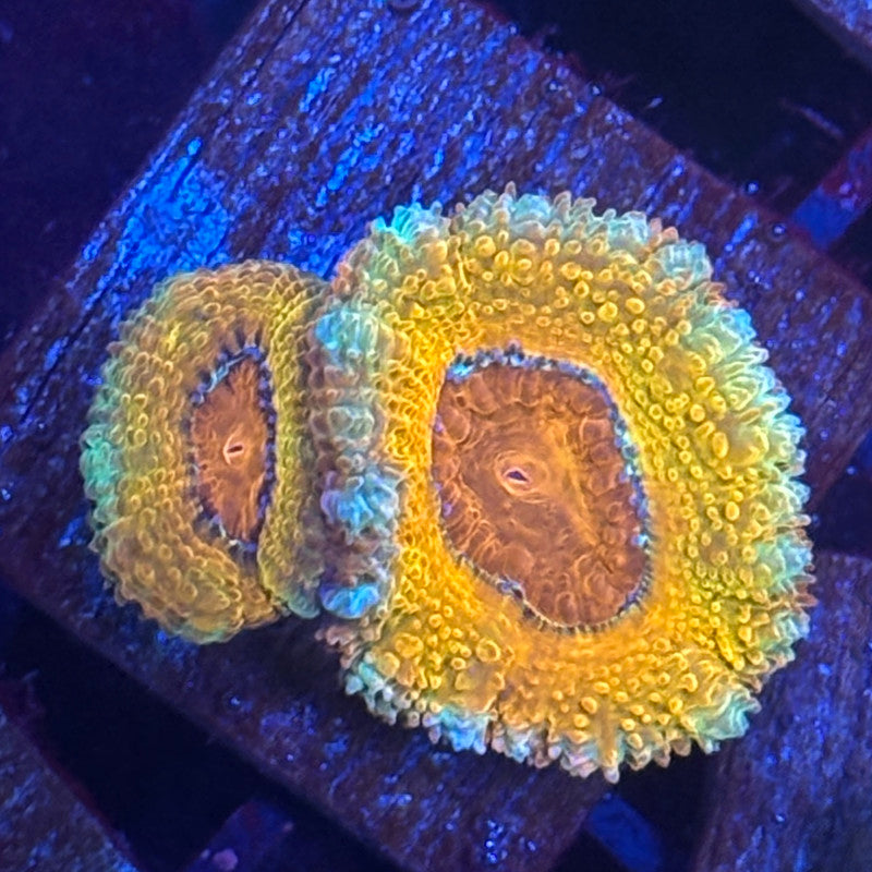 J2-G02-M08 || Aquacultered Emerald Dragon Acan WYSIWYG