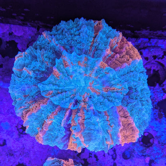 H3-01-04 Ocean Lava Acanthophyllia