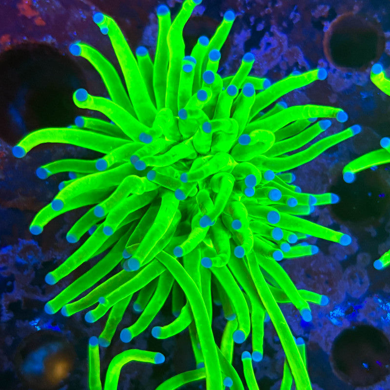D3-04 Holy Grail Torch WYSIWYG