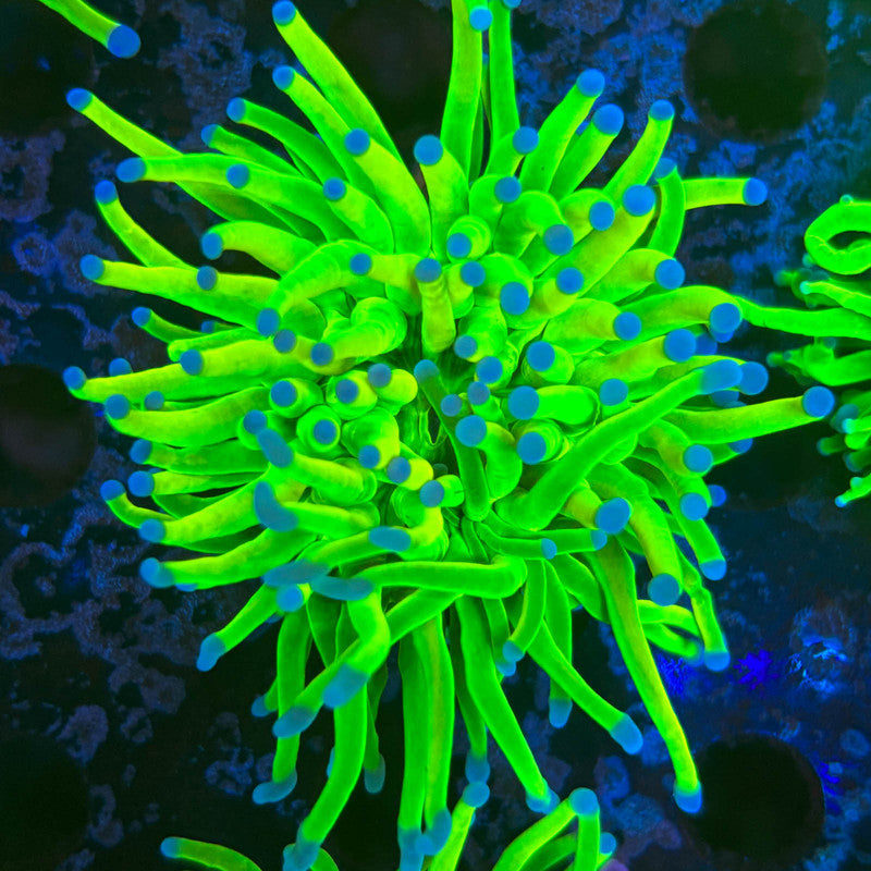 D3-06 Grade A Holy Grail Torch WYSIWYG