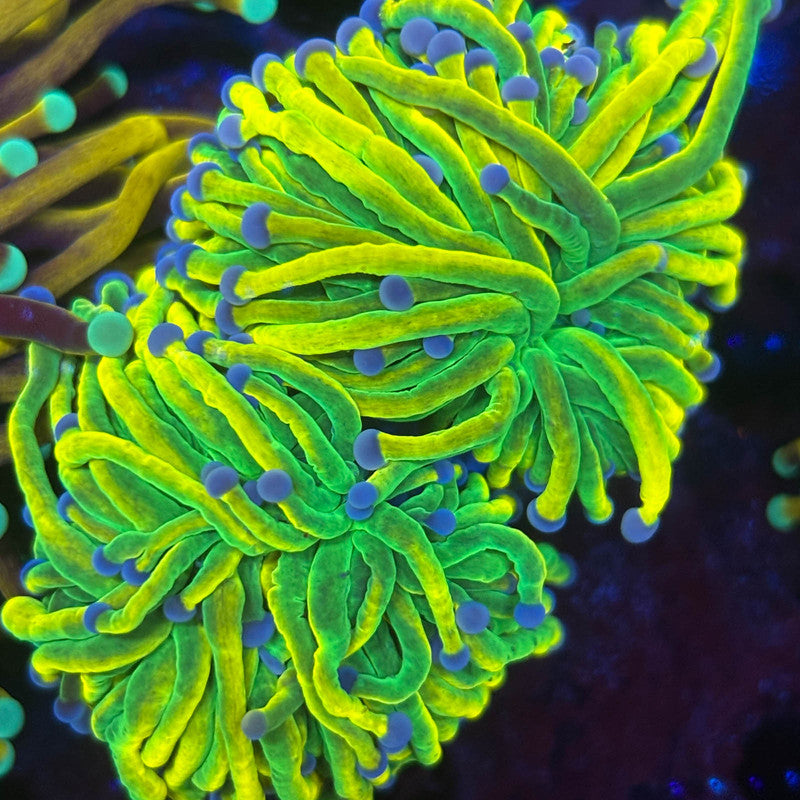V2-11 Malaysian Torch WYSIWYG