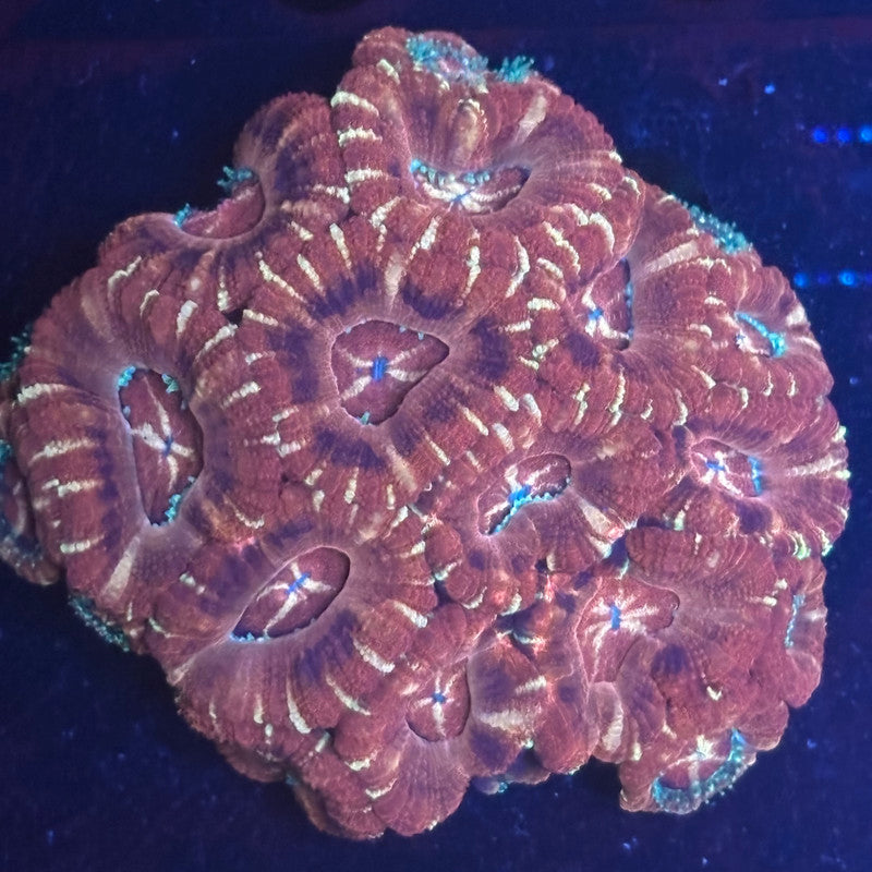 V01-06 WYSIWYG Acan Colony