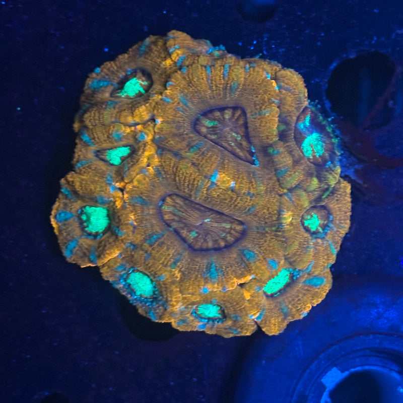 V02-07 WYSIWYG Acan Colony