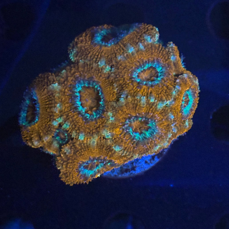 V03-06 WYSIWYG Acan Colony