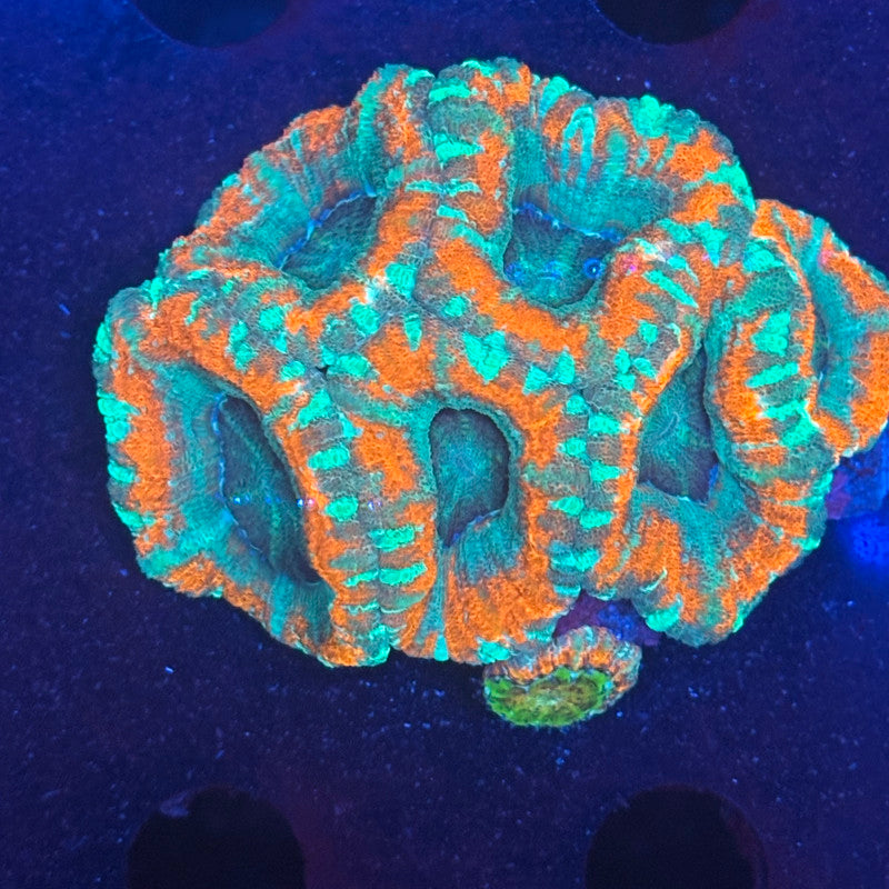 V04-06 WYSIWYG Acan Colony