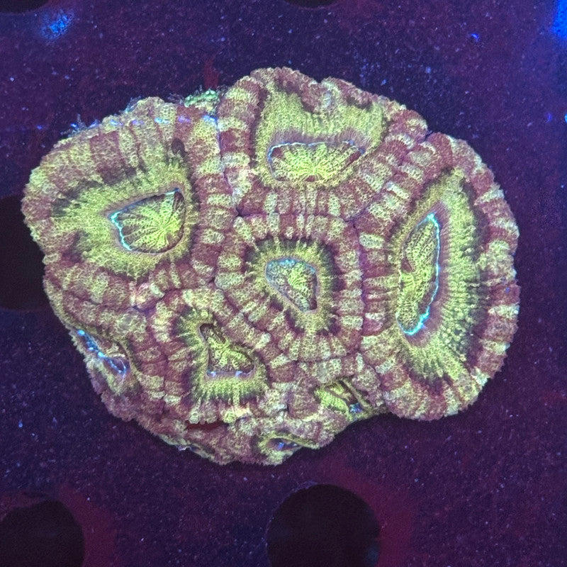 V04-08 WYSIWYG Acan Colony