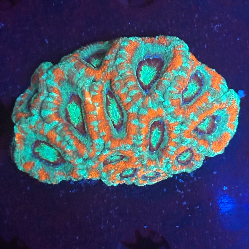 V05-05 WYSIWYG Acan Colony