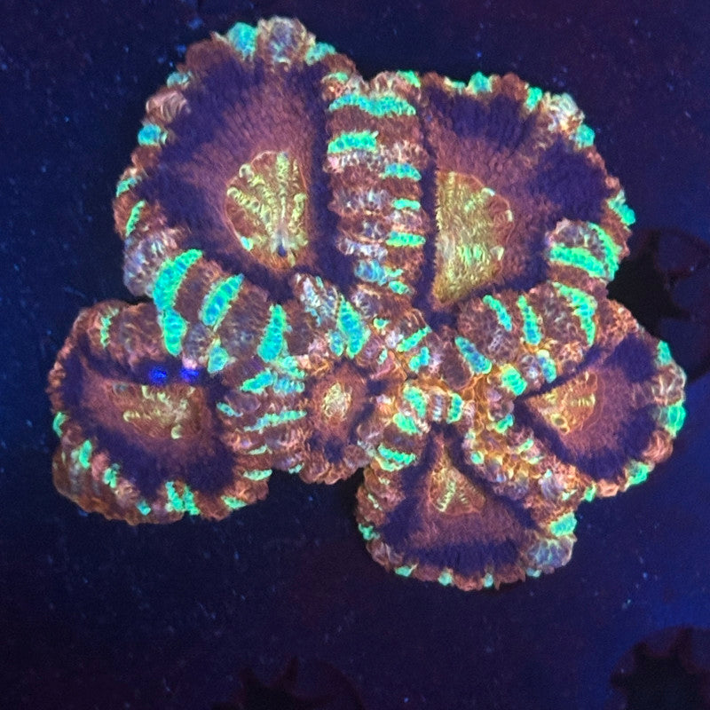 V05-08 WYSIWYG Acan Colony