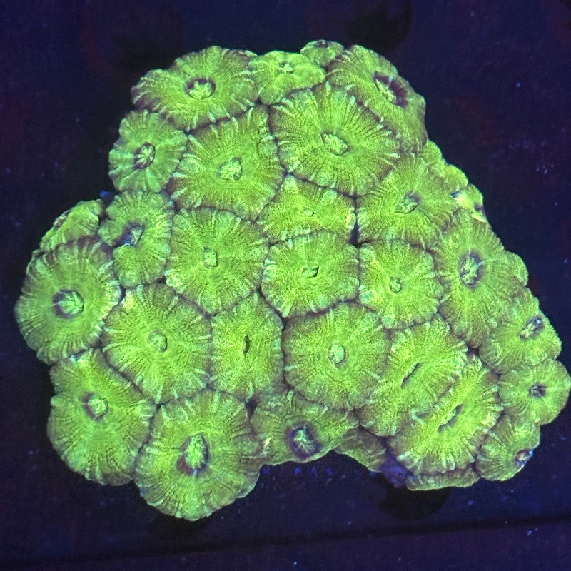 V06-04 WYSIWYG Acan Colony