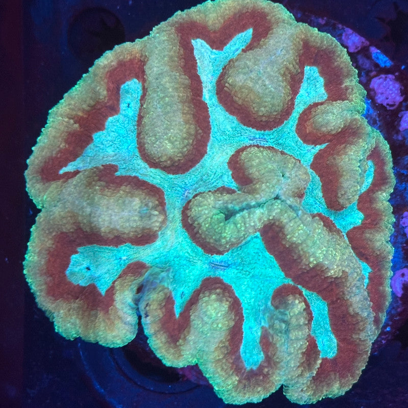 V10-07 WYSIWYG Symphyllia