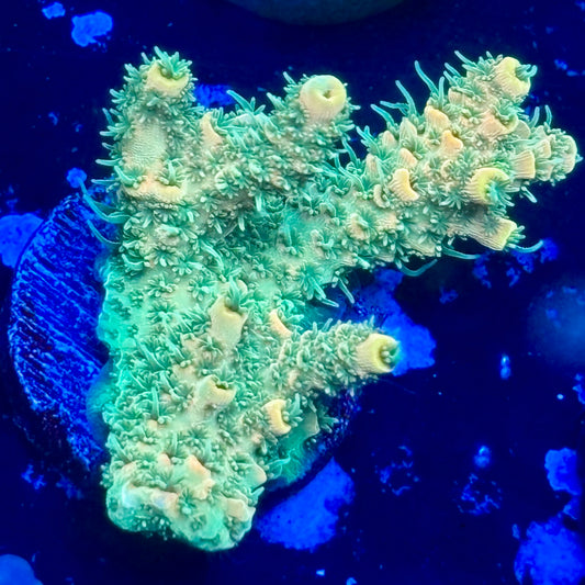 J1-C03-M09 || Sunset Milli SPS Frag WYSIWYG