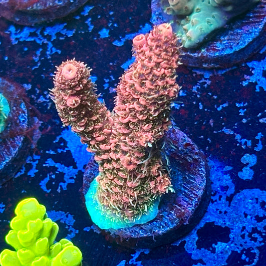T1-E01-M08 || KFC Royal Pastel Milli SPS Frag WYSIWYG