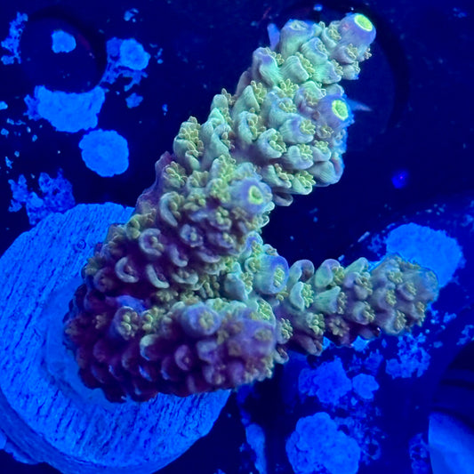 J1-I07-M09 || Blue Azure Tenuis SPS Frag WYSIWYG