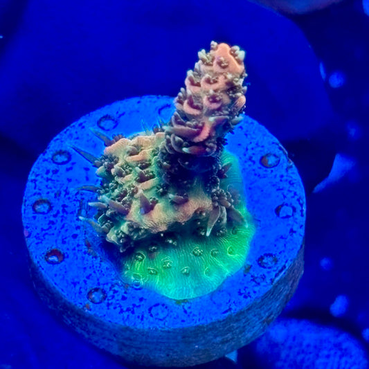 J1-C06-M09 || Green Inferno Milli SPS Frag WYSIWYG