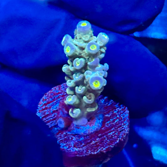 J1-B07-M09 || Blue Azure Tenuis SPS Frag WYSIWYG