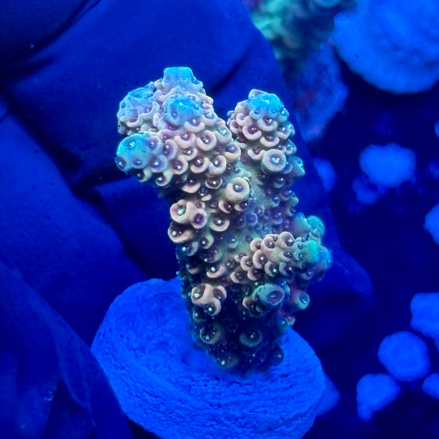 J1-H01-M09 || Peachy Jade Milli SPS Frag WYSIWYG