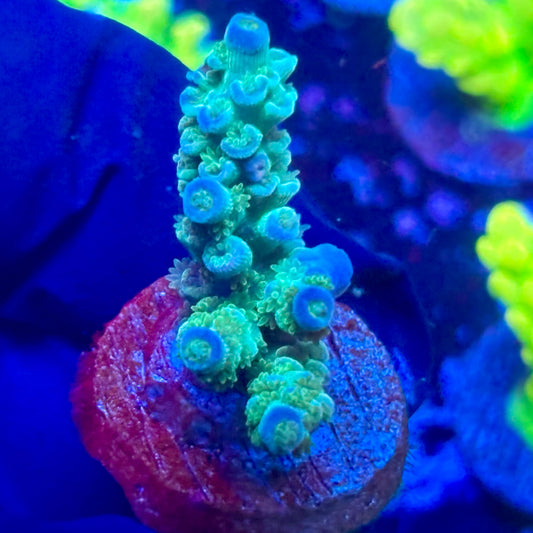 T1-B06-M09 || Blue Azure Tenuis Acro SPS Frag WYSIWYG