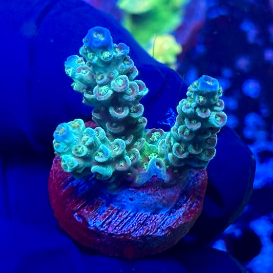 T1-B07-M09 || Blue Azure Tenuis Acro SPS Frag WYSIWYG