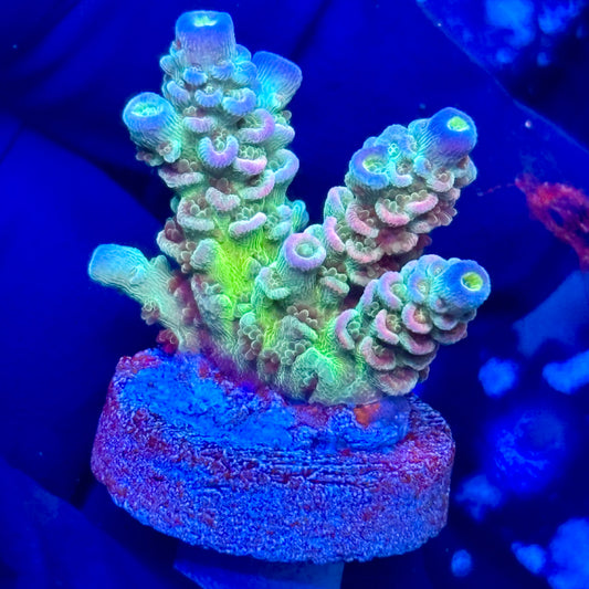 J1-C07-M09 || KFC Galaxy Dust Tenuis SPS Frag WYSIWYG