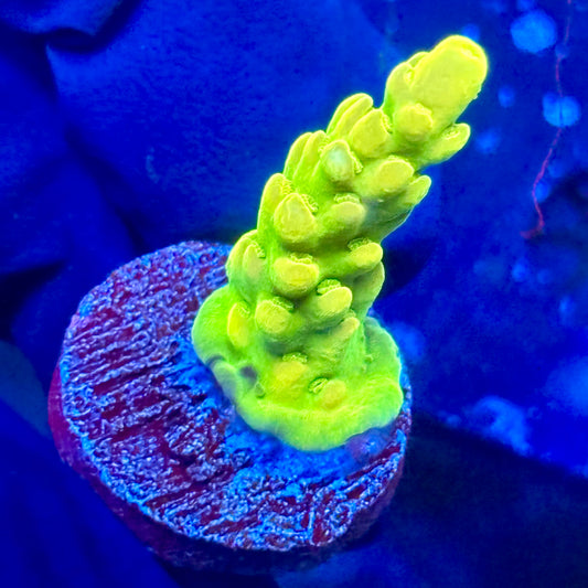 J1-D02-M09 || KFC Jade Dragon SPS Frag WYSIWYG