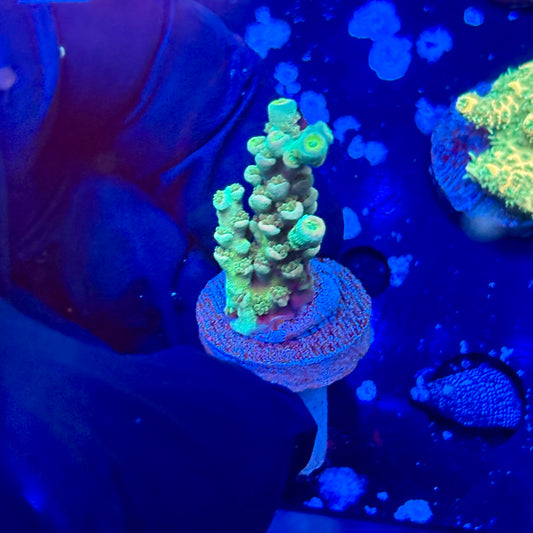 J1-A01-M09 || Electric Pinnacle Tenuis SPS Frag WYSIWYG