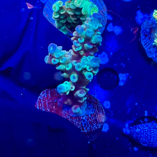 J1-A02-M09 || Electric Pinnacle Tenuis SPS Frag WYSIWYG
