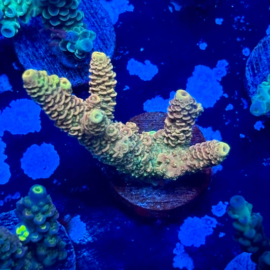 J1-H03-M09 || Sunset Milli SPS Frag WYSIWYG