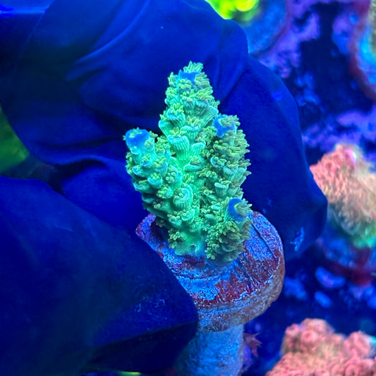 T1-C06-M09 || Blue Azure Tenuis Acro SPS Frag WYSIWYG
