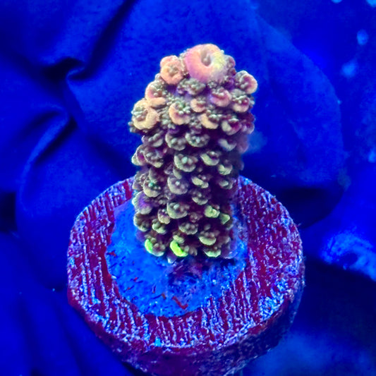 J1-D03-M09 || KFC Crimson Ember SPS Frag WYSIWYG