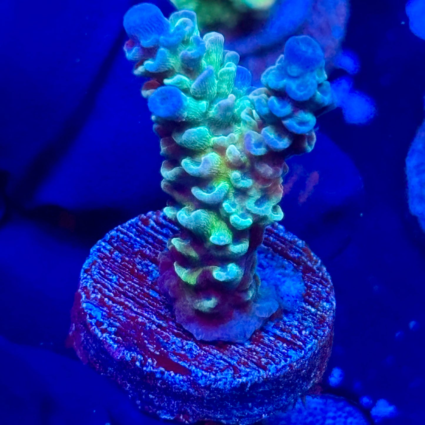 J1-C02-M09 || Blue Azure Tenuis SPS Frag WYSIWYG