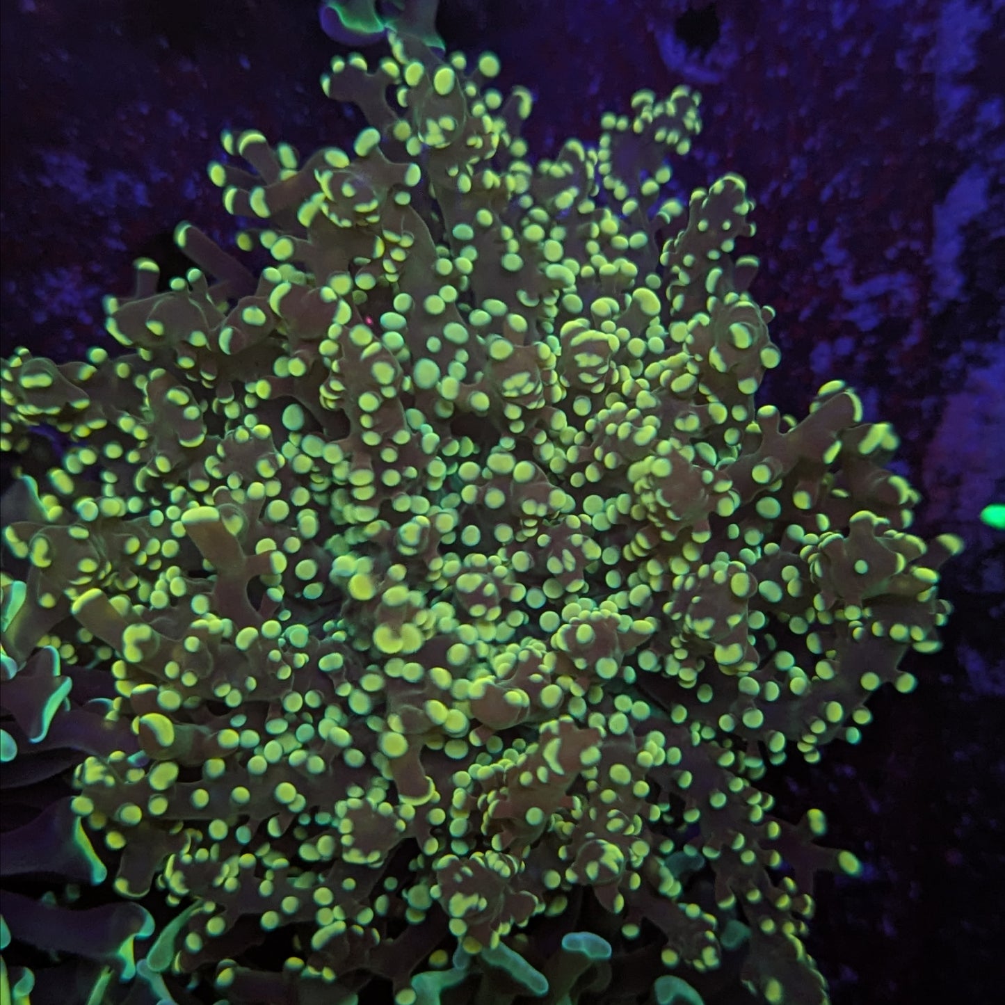 B2-08 Gold Solomon Frogspawn