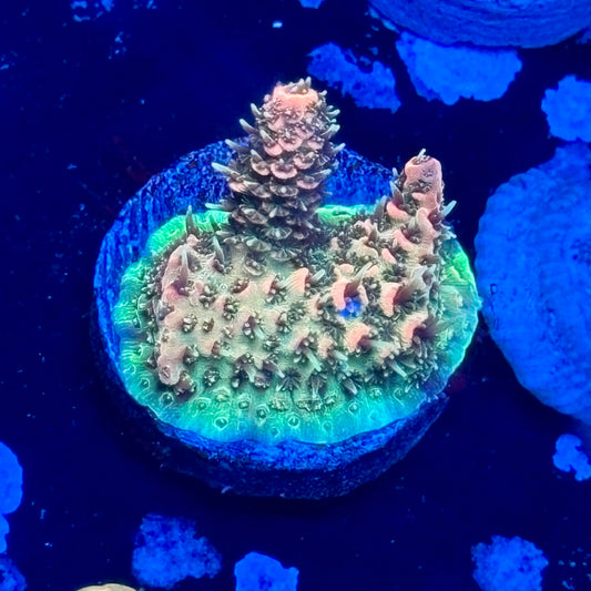 J1-D06-M09 || Sunset Milli SPS Frag WYSIWYG