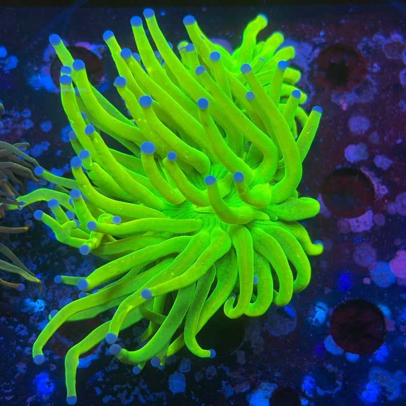 A5-02-M08 || 2 Heads Holy Grail Torch WYSIWYG