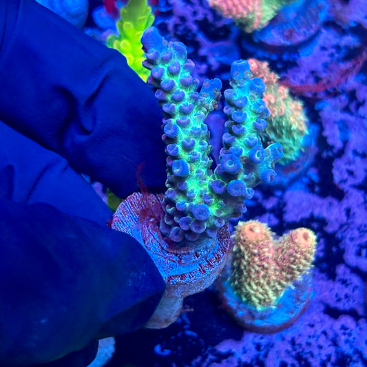 T1-D07-M09 || Neon Galaxy Tenuis Acro SPS Frag