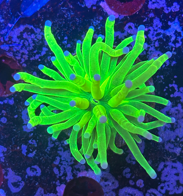 B3-19-M08 || 1 Head Holy Grail Torch WYSIWYG