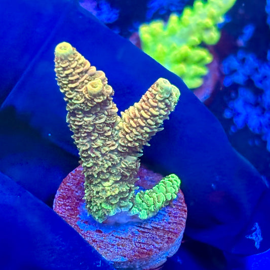 J5-E02-M09 || Sunset Milli SPS Frag WYSIWYG