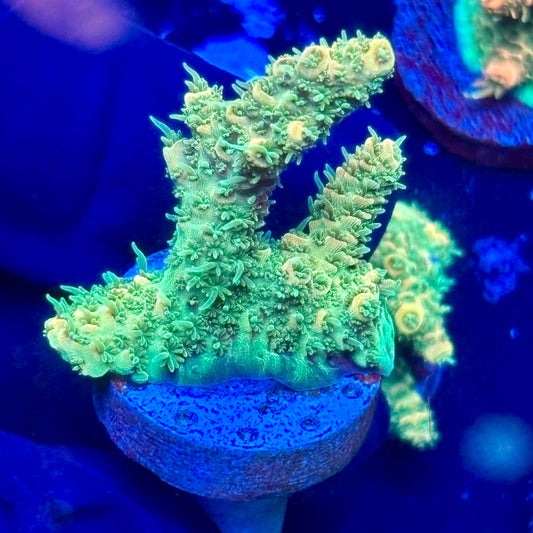 J1-C04-M09 || Sunset Mill SPS Frag WYSIWYG