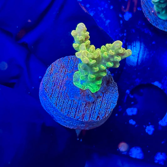J1-A04-M09 || KFC Jade Dragon SPS Frag WYSIWYG