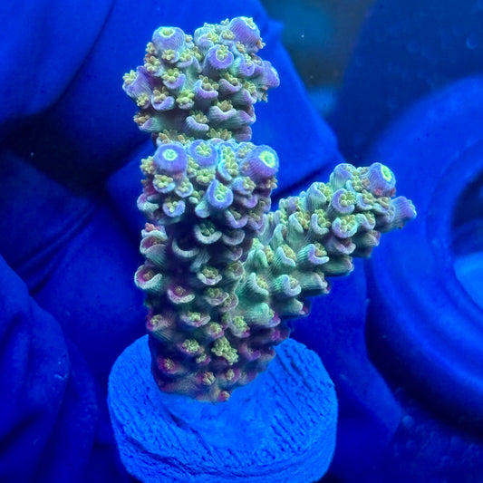 J1-D07-M09 || Blue Azure Tenuis SPS Frag WYSIWYG
