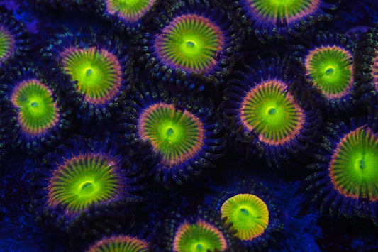 WWC Space Juice Zoa