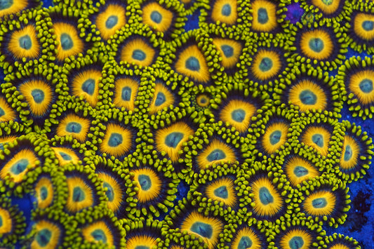 Scrambled Eggs Zoa