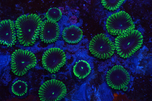 Purple People Eater Zoa