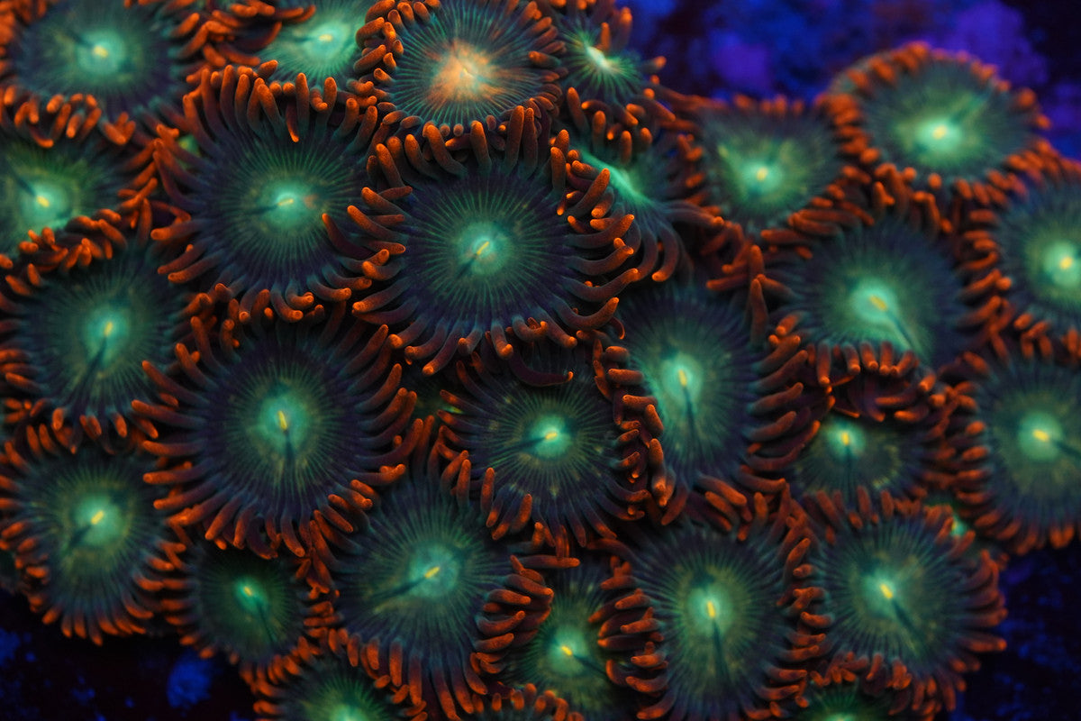 Gatorade Zoa