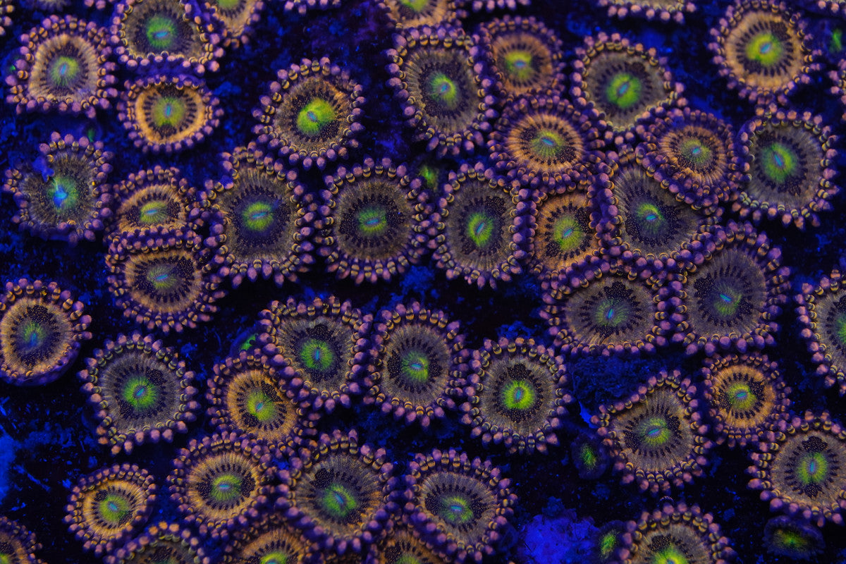 AntiVenom Zoa