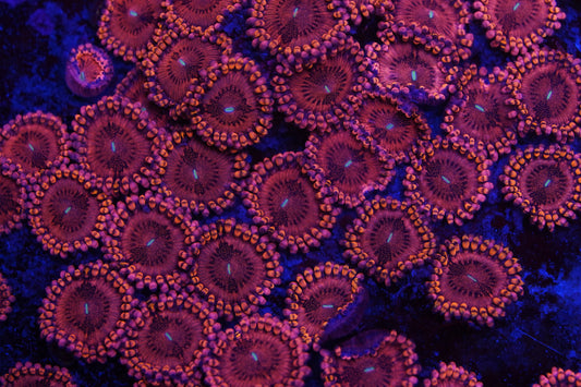 Miss Muffet Zoa Zz34